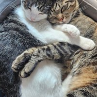 抱き合って寝る2匹の猫