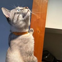 室内にいる猫