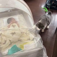 蚊帳をひっかいている猫