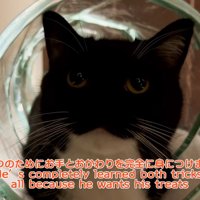 キャットトンネルに入っている猫