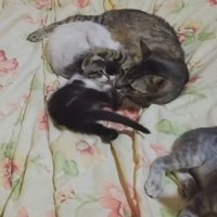 ベッドに寝る4匹の猫