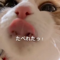 口の周りをなめる猫