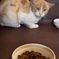 飼い主が持ってきたごはんを見て警戒した顔をする猫