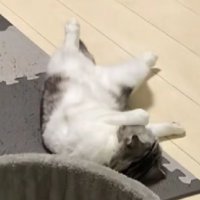 寝転がっている猫たち