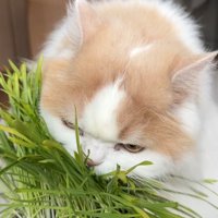 かぶりつく姿のドアップ