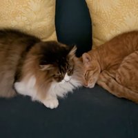 一緒に寝ている2匹の猫