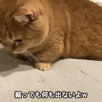 「掘っても何も...」のテロップ写真