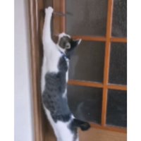 ドアを開ける猫