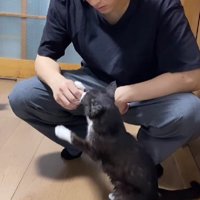 男性に甘える猫