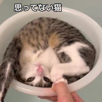 洗面器に入った子猫