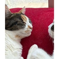 寝ている猫