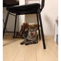 室内にいる猫