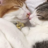 顔を近づけて眠る2頭の猫
