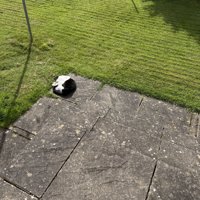 庭で寝る猫