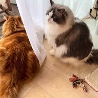 窓の外を見る2匹の猫