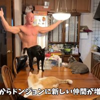テーブルの上に乗る猫たち