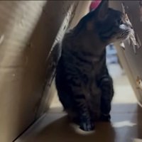 段ボールに入った空ちゃん