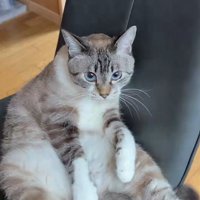 椅子に座る猫