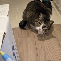 上目遣いで飼い主の様子をうかがう猫