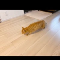 怖がる猫