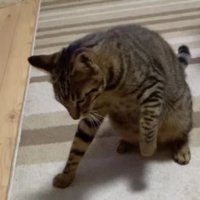 睨んでいる猫