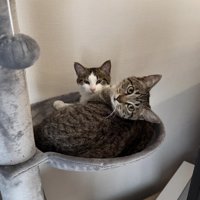 二匹の保護猫兄妹