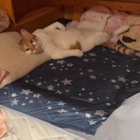 枕に頭を乗せて寝ている猫