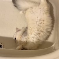 バスタブの中で寝転がる姉ミヌエット