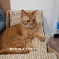 くつろぐ猫