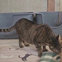 子猫の周りに集まる猫たち