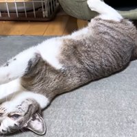 寝転ぶ猫