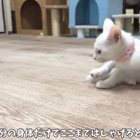 遊ぶ猫