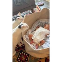 猫と赤ちゃん
