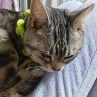 飼い主の膝にぴたりと顔を乗せてくつろぐ猫