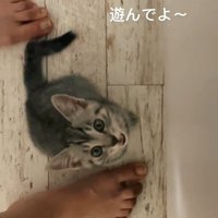 鳴いている子猫