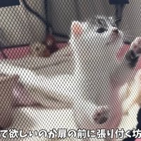 テロップ「構って欲しいのか～」