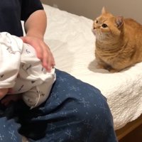 パパさんを見上げる姿