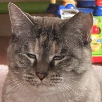 以前より丸い輪郭になった猫の顔