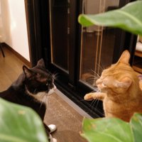 向かい合う2匹の猫