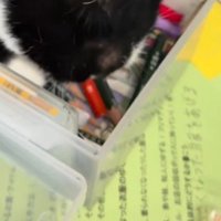 文房具入れを見つめる猫