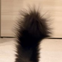 シッポのアップ