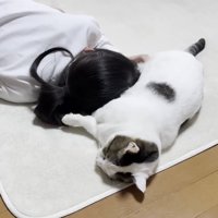 人の頭にお腹を添わせて横たわる猫ちゃん
