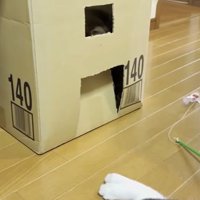 中からパタパタ