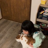猫を抱っこしようとする女の子