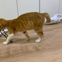 メガネを咥えて移動する子猫