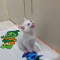 見上げて鳴く姿