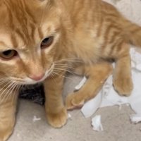 破れたティッシュの上に座っている茶トラ猫