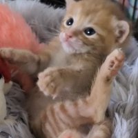 起き上がろうとする子猫