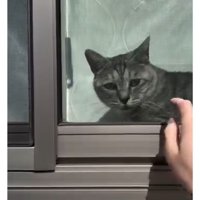 窓際の猫