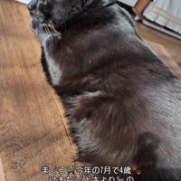 のんびりくつろぐ猫